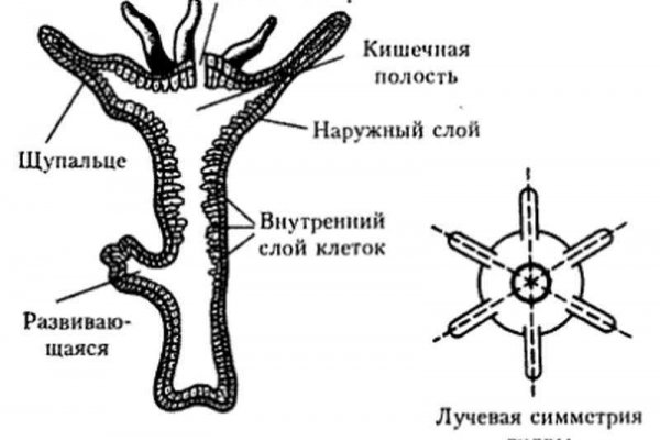 Kraken даркнет маркет